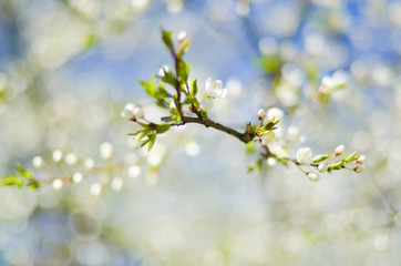 branches of early blooming flowering trees. blue blurred background