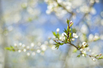 branches of early blooming flowering trees. blue blurred background