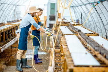 Man and woman working in the hothouse on a farm for growing snails, washing shelves with water gun....