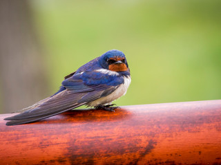 Smoke swallow on a red pole at rainy weather