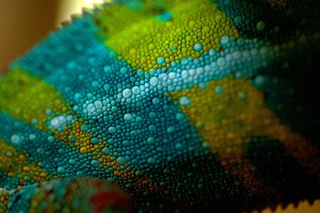 Ecailles de caméléon © mathisprod