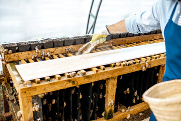 Worker feeding snails, powdering food on the special shelves in the hothouse of the farm, close-up view with no face