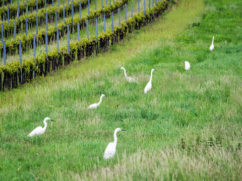Flock of herons in a meadown hunting