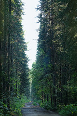 Fototapeta premium road through spruce and fir forest. beautiful mystical atmospheric view of the road through forest. Taganai National Park. grunge filter toning, soft selective focus