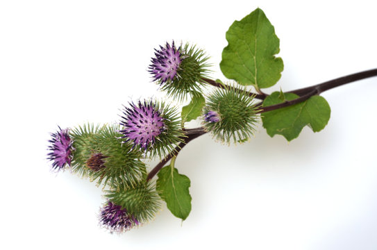 Grosse, Klette, Arctium, lappa