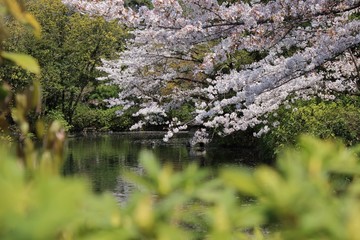 池の側で咲く桜と春の景色