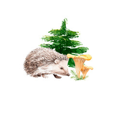 watercolor forest set: hedgehog with mushrooms and spruce