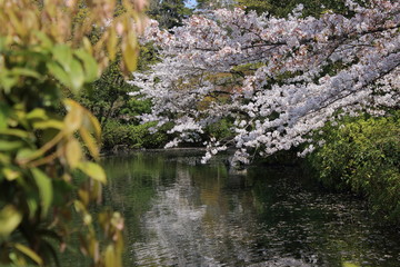 Obraz na płótnie Canvas 池の側で咲く桜と春の景色