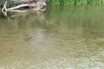 river with water and vegetation