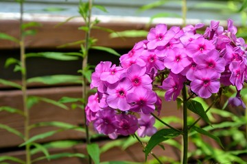 Obraz na płótnie Canvas Purple flowers phlox paniculata (fall, garden, perennial or summer phlox). Flowering branch of purple phlox in the summer garden
