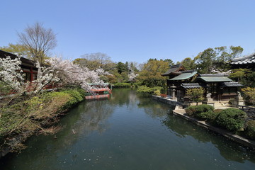 Fototapeta na wymiar 京都にある神泉苑の屋形船の竜王丸と桜です