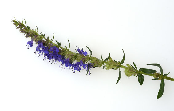 Ysop, Hyssopus officinalis, Heilpflanze