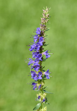 Ysop, Hyssopus officinalis, Heilpflanze