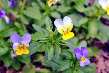 Viola tricolor flowers (also known as Johnny Jump up, heartsease, heart's ease, heart's delight, tickle-my-fancy, Jack-jump-up-and-kiss-me, come-and-cuddle-me, three faces in a hood, ove-in-idleness)