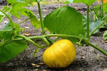 Yellow round ripe Cucurbita (pumpkin, squash) with green leaves on the field of farm or vegetable...