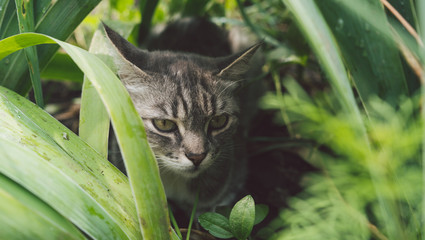Tabby cat hiding in the grass in the summer. Cat lying in a green grass on a summer meadow....