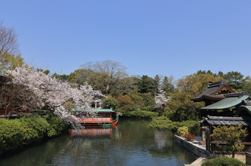 Obraz premium 京都にある神泉苑の屋形船の竜王丸と桜です