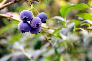 Vaccinium corymbosum, the northern highbush blueberry (also known as blue, tall, swamp, high blueberry) plant with friuis in the garden. Blueberries - delicious, healthy berry fruit. 