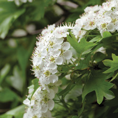 Common hawthorn crataegus monogyna shrub tree in bloom, wild white oneseed whitethorn blossom and leaves, blossoming flower heads, large detailed vertical macro closeup