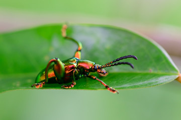 Bug on leav at garden