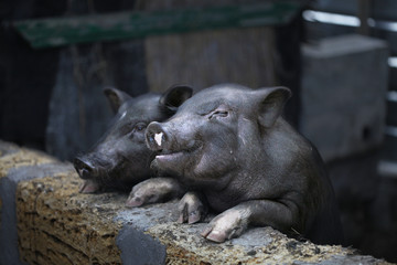 Two Cute Black Pig (piggy).