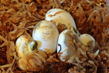 Sechs Raue Grasnattern (Opheodrys aestivus) während des Schlupfes bzw. direkt danach