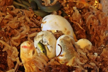 Sechs Raue Grasnattern (Opheodrys aestivus) während des Schlupfes bzw. direkt danach