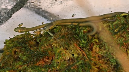 Zwei frisch geschlüpfte Raue Grasnattern (Opheodrys aestivus) im Terrarium