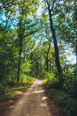 Fototapeta na wymiar ancient forest for environmental themes