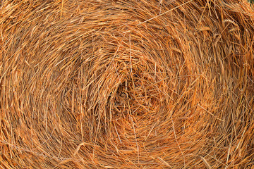 Autumn harvest. Round haystacks on the field