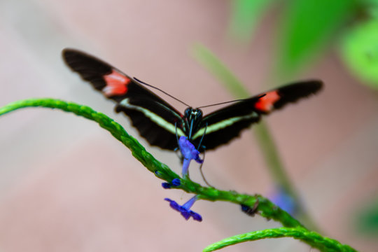Heliconius erato