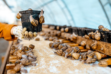 Holding pot with soil for snails breeding on a farm with lots of snails, close-up view