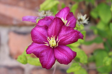 Clematis