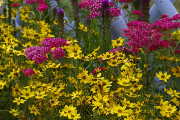 Close up of Achillea and Coreopsis in a flower border © Garden Guru
