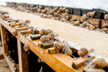 Lots of snails on a special shelves with feed on a farm for snails growing, close-up view