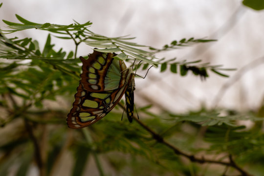Siproeta stelenes