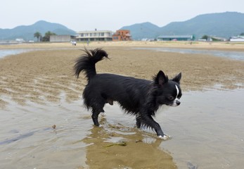 It is a picture of Chihuahuas taking a walk