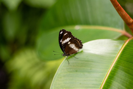 Hypolimnas bolina