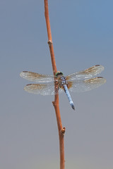 Open Winged Vibrant Blue Dasher