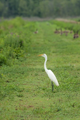 Fototapeta premium Great Egret on the Levee