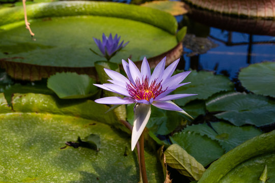 blooming water lilies