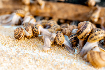 Lots of snails on a special shelves with feed on a farm for snails growing, close-up view