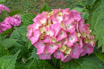 Hydrangea macrophylla 'Paris'