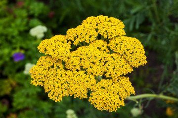 Achillea fillpendulina 'Gold Plate'  a summer flowering plant commonly known as yarrow or gold plate © Tony Baggett
