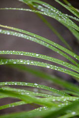 Water drops on a grass after the rain. Close up.