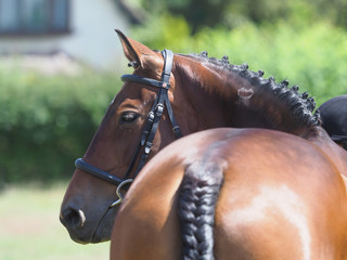 Bay Horse Head Shot