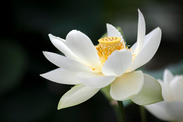 Fototapeta premium Beautiful white waterlily at the pond in summer