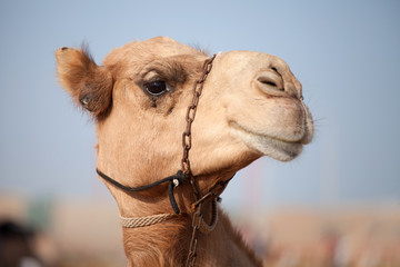 Middle eastern camel resting in the desert, headshot