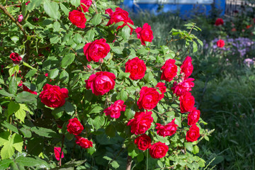 Obraz premium fresh red roses growing in the garden