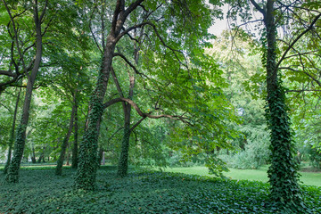 Fototapeta na wymiar Green lush park in summer